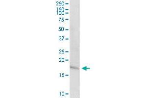 TAC1 MaxPab rabbit polyclonal antibody. (TAC1 抗体  (AA 1-129))