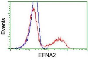 HEK293T cells transfected with either RC213728 overexpress plasmid (Red) or empty vector control plasmid (Blue) were immunostained by anti-EFNA2 antibody (ABIN2452972), and then analyzed by flow cytometry. (Ephrin A2 抗体)