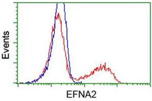 HEK293T cells transfected with either RC213728 overexpress plasmid (Red) or empty vector control plasmid (Blue) were immunostained by anti-EFNA2 antibody (ABIN2452972), and then analyzed by flow cytometry.