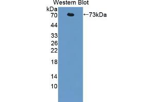 Western blot analysis of the recombinant protein. (LIPF 抗体  (AA 20-398))
