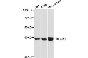 Western blot analysis of extracts of various cell lines, using KCNK1 antibody (ABIN6290540) at 1:3000 dilution. (KCNK1 抗体)