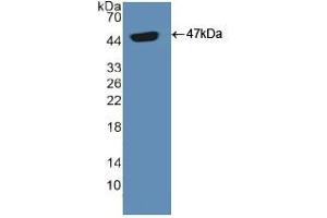 Western blot analysis of recombinant Human ADCYAP1. (PACAP 抗体  (AA 17-176))
