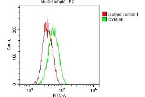 Overlay histogram showing Jurkat cells stained with ABIN7127817 (red line) at 1:50.
