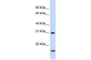 WB Suggested Anti-TNFSF14 Antibody Titration:  0.