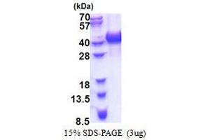SDS-PAGE (SDS) image for Heterogeneous Nuclear Ribonucleoprotein A/B (HNRNPAB) (AA 1-285) protein (His tag) (ABIN5853296) (HNRNPAB Protein (AA 1-285) (His tag))