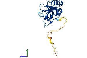 Protein Structure (PS) image for Ribonuclease P/MRP 25 Subunit-Like (RPP25L) (AA 1-163) protein (His tag) (ABIN7560311)