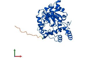 Protein Structure (PS) image for Sulfotransferase Family, Cytosolic, 1C, Member 4 (SULT1C4) (AA 1-302) protein (His tag) (ABIN7546321)