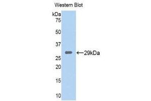 Western Blotting (WB) image for anti-Tryptase beta 2 (TPSB2) (AA 35-275) antibody (ABIN1176185) (TPSB2 抗体  (AA 35-275))