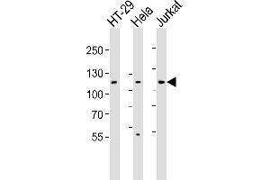 Western blot analysis of lysates from HT-29, Hela, Jurkat cell line (from left to right), using JAK1 Antibody (N-term) (ABIN6242901 and ABIN6577480). (JAK1 抗体  (N-Term))