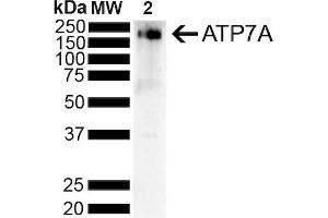Western Blot analysis of Rat Liver showing detection of ~180 kDa Copper Transporting ATPase 1 protein using Mouse Anti-Copper Transporting ATPase 1 Monoclonal Antibody, Clone S60-4 (ABIN1027714). (ATP7A 抗体  (AA 42-61))