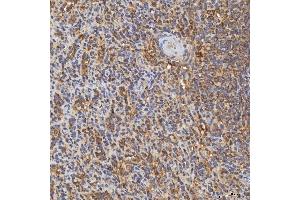 IHC analysis of RAB7/RAB7A using anti-RAB7/RAB7A antibody (ABIN7600597). (RAB7A 抗体  (AA 21-177))