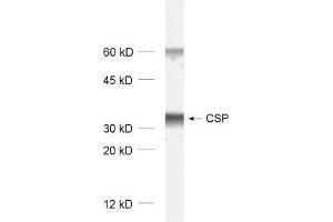 dilution: 1 : 1000, sample: rat brain homogenate (DNAJC5 抗体)
