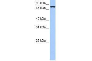 WB Suggested Anti-NLGN4X Antibody Titration:  0. (Neuroligin 4 抗体  (Middle Region))