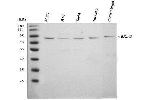 Western blot analysis of HOOK3 using anti-HOOK3 antibody (ABIN6719547).