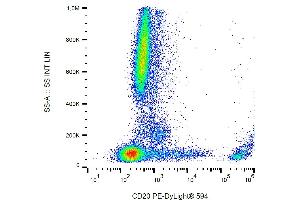 Flow cytometry analysis (surface staining) of human peripheral blood with anti-CD20 (2H7) PE-DyLigt® 594. (CD20 抗体  (PE-DyLight 594))