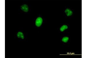 Immunofluorescence of purified MaxPab antibody to VRK1 on HeLa cell. (VRK1 抗体  (AA 1-396))