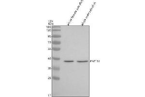 anti-PRP18 Pre-mRNA Processing Factor 18 (PRPF18) (AA 93-342) antibody