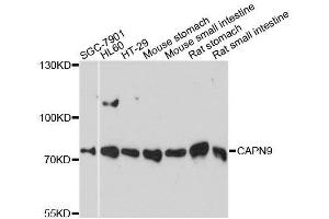 Western blot analysis of extracts of various cell lines, using CAPN9 antibody. (Calpain 9 抗体  (AA 391-690))