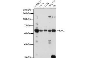 Western blot analysis of extracts of various cell lines, using P antibody  at 1:1000 dilution. (PAK1 抗体  (AA 1-240))