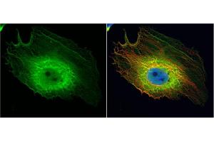 ICC/IF Image ENO1 antibody [N3C3] detects ENO1 protein at cytoplasm by immunofluorescent analysis. (ENO1 抗体)