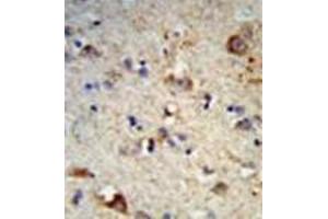 Formalin-fixed and paraffin-embedded human brain tissue reacted with EXT2 Antibody (Center) followed which was peroxidase-conjugated to the secondary antibody, followed by DAB staining. (EXT2 抗体  (Middle Region))