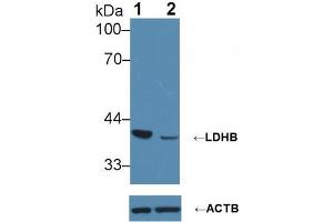 Western blot analysis of (1) Wild-type Jurkat cell lysate, and (2) LDHB knockout Jurkat cell lysate, using Rabbit Anti-Human LDHB Antibody (1 µg/ml) and HRP-conjugated Goat Anti-Mouse antibody (abx400001, 0. (LDHB 抗体  (AA 1-334))