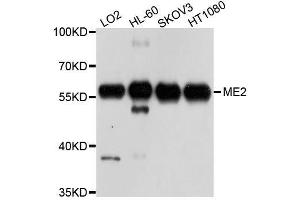 Western blot analysis of extracts of various cell lines, using ME2 antibody. (NAD-ME 抗体  (AA 220-479))