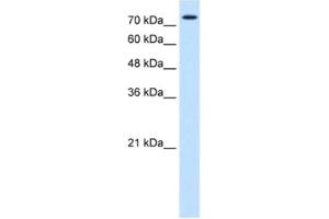 Western Blotting (WB) image for anti-Forkhead Box K1 (Foxk1) antibody (ABIN2463072) (Foxk1 抗体)