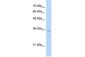 WB Suggested Anti-Bapx1 Antibody Titration:  0. (NKX3-2 抗体  (N-Term))