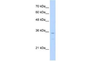 WB Suggested Anti-Bapx1 Antibody Titration:  0. (NKX3-2 抗体  (N-Term))