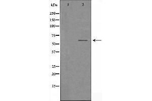 Western blot analysis of extracts from HUVEC cells, using TCF4/12 antibody. (TCF4/12 抗体)
