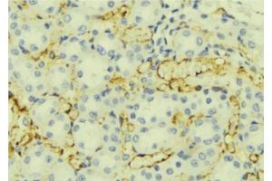 ABIN6276886 at 1/100 staining Mouse liver tissue by IHC-P. (ORM1 抗体  (Internal Region))