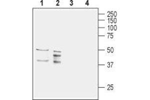 Western blot analysis of rat (lanes 1 and 3) and mouse (lanes 2 and 4) brain lysates: - 1,2. (AQP11 抗体  (2nd Extracellular Loop))