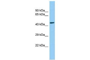 Host: Rabbit Target Name: CEP85L Sample Type: Hela Whole cell lysates Antibody Dilution: 1. (C6orf204 抗体  (C-Term))