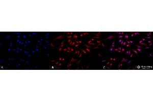 Immunocytochemistry/Immunofluorescence analysis using Rabbit Anti-GRP78 Polyclonal Antibody . (GRP78 抗体  (FITC))