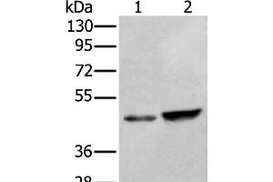 Western blot analysis of HUVEC and Hela cell lysates using ZNF24 Polyclonal Antibody at dilution of 1:350 (ZNF24 抗体)