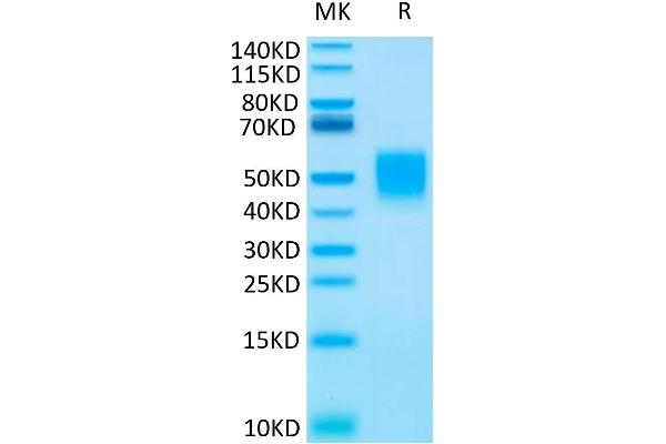 FCAR Protein (His tag)