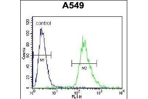 PRR19 Antibody (Center) (ABIN655775 and ABIN2845212) flow cytometric analysis of A549 cells (right histogram) compared to a negative control cell (left histogram). (PRR19 抗体  (AA 208-236))