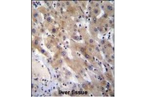 FGL1 Antibody (C-term) (ABIN656576 and ABIN2845837) immunohistochemistry analysis in formalin fixed and paraffin embedded human liver tissue followed by peroxidase conjugation of the secondary antibody and DAB staining. (FGL1 抗体  (C-Term))