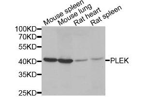 Western blot analysis of extracts of various cell lines, using PLEK antibody. (Pleckstrin 抗体)