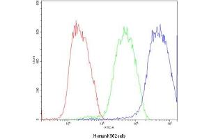 Flow Cytometry (FACS) image for anti-Activating Transcription Factor 2 (ATF2) (AA 93-450) antibody (ABIN3029845)
