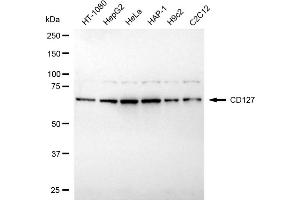 Western blotting analysis using CD127 antibody (ABIN7799108). (Recombinant IL7R 抗体)