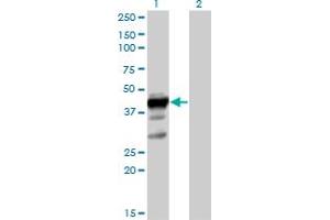 Western Blot analysis of ELAVL3 expression in transfected 293T cell line by ELAVL3 MaxPab polyclonal antibody.