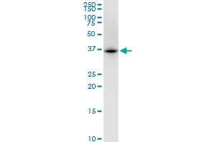 UBE2Z monoclonal antibody (M01), clone 4B1.