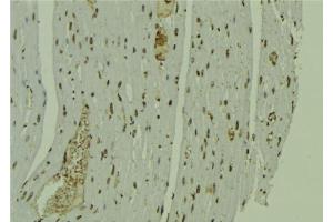ABIN6279231 at 1/100 staining Mouse muscle tissue by IHC-P. (CALML6 抗体)
