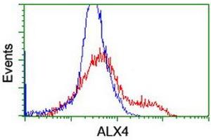 Image no. 2 for anti-ALX Homeobox 4 (ALX4) antibody (ABIN1496620) (ALX4 抗体)