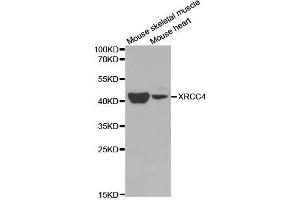 Western blot analysis of extracts of various cell lines, using XRCC4 antibody. (XRCC4 抗体  (AA 1-336))