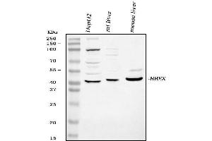 Western blot analysis of Hex using anti-Hex antibody (ABIN3042444).