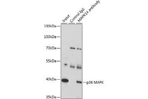 Immunoprecipitation (IP) image for anti-Mitogen-Activated Protein Kinase 14 (MAPK14) (C-Term) antibody (ABIN7268616)