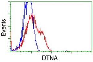 HEK293T cells transfected with either RC223952 overexpress plasmid (Red) or empty vector control plasmid (Blue) were immunostained by anti-DTNA antibody (ABIN2454104), and then analyzed by flow cytometry. (DTNA 抗体)